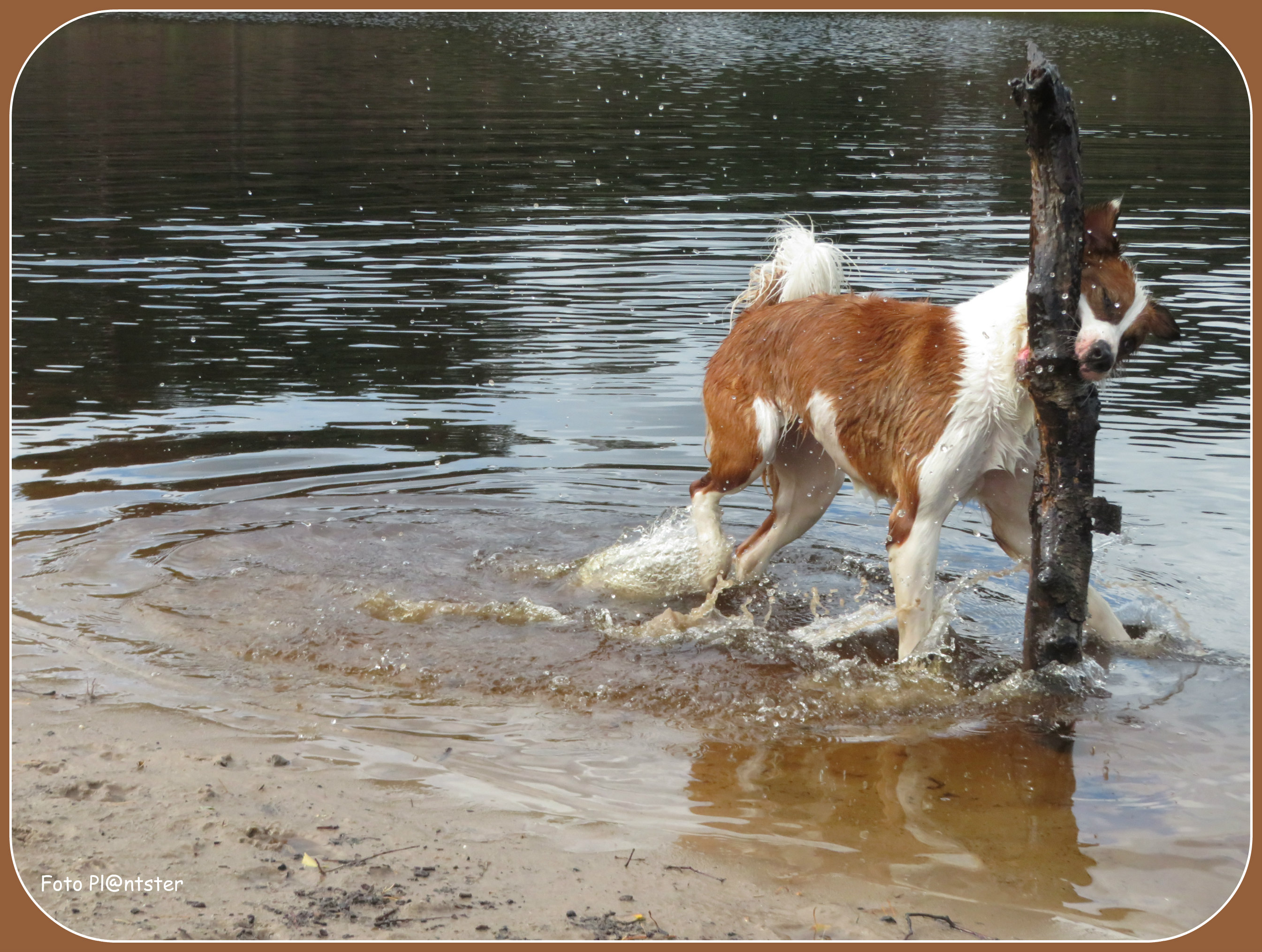 Het staat als een paal boven water