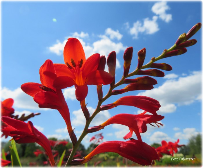 IMG_8064 Mooi bloemetje