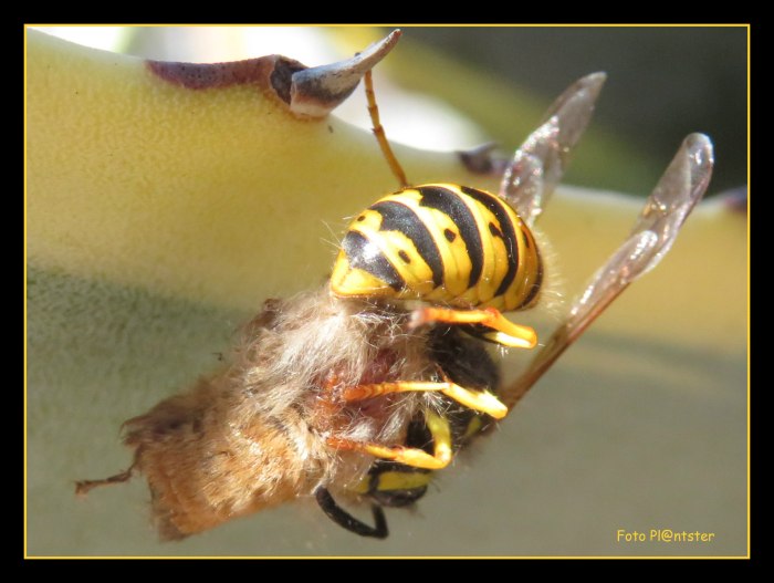 IMG_8512 Sluipwesp bezig