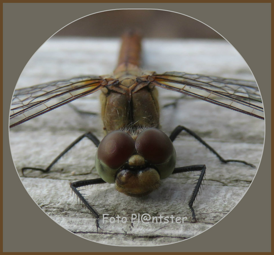 IMG_3449 Het oog erop