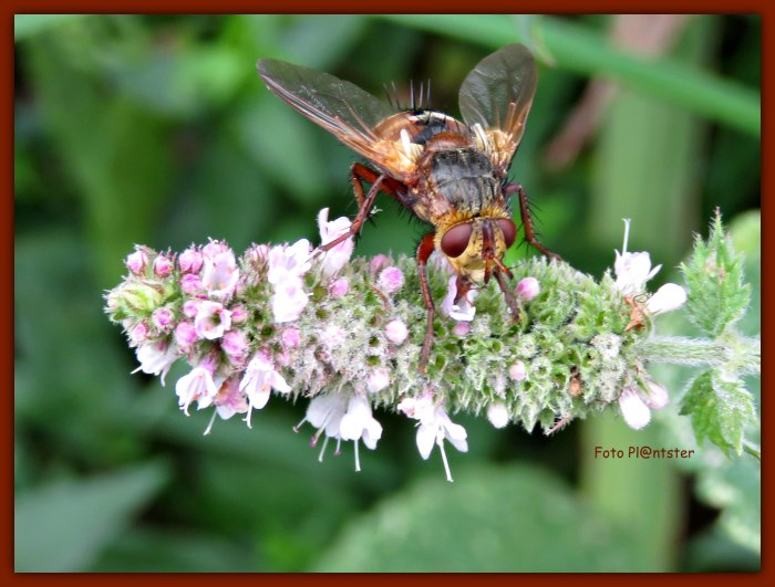 IMG_4131 Op nazomerse dag