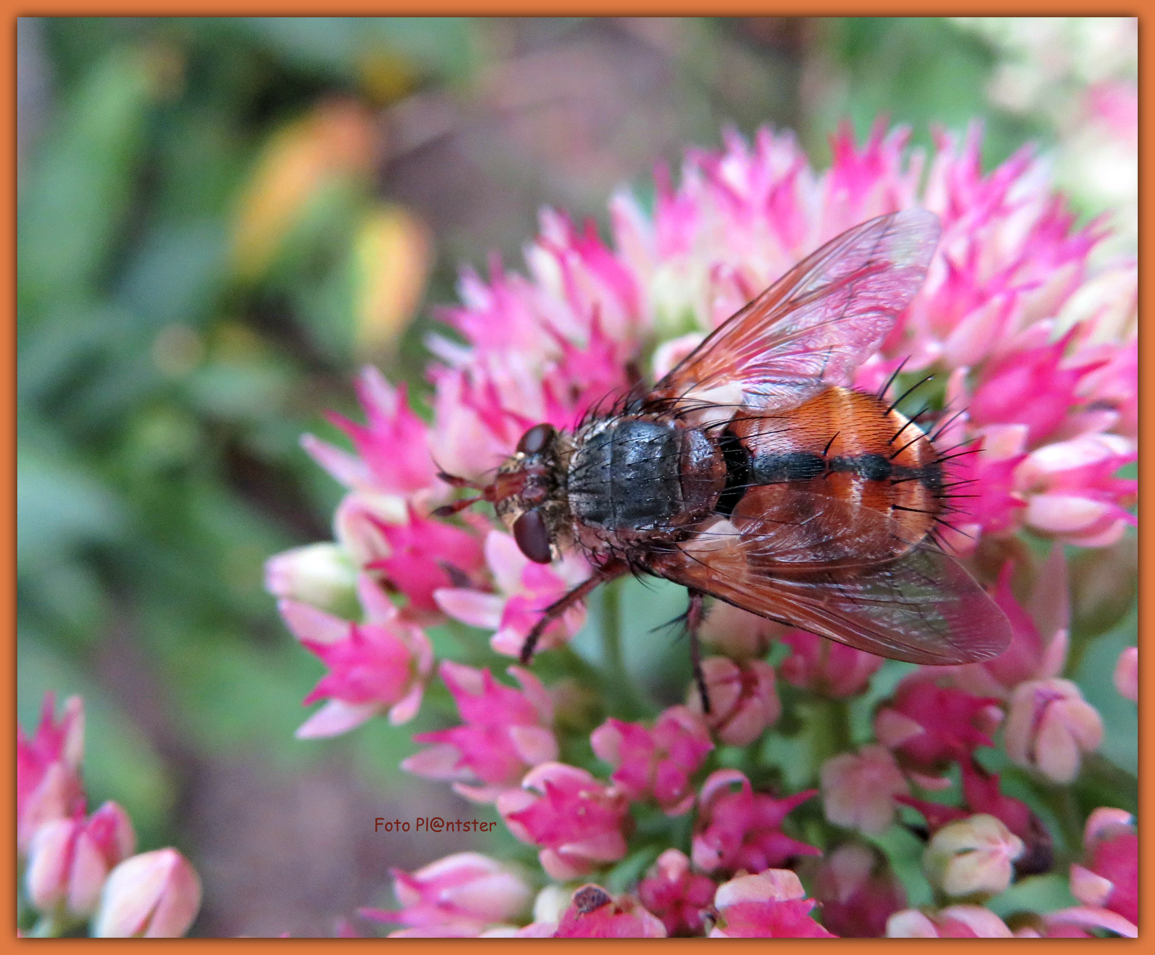 IMG_4235 Op de sedum