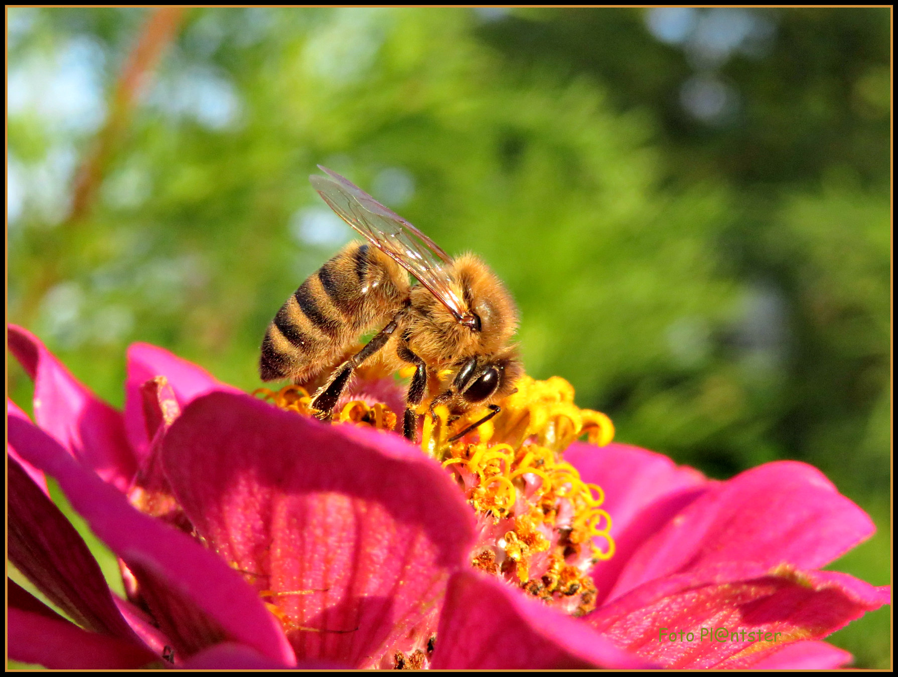 Afgelopen zomer | Groene Vingers