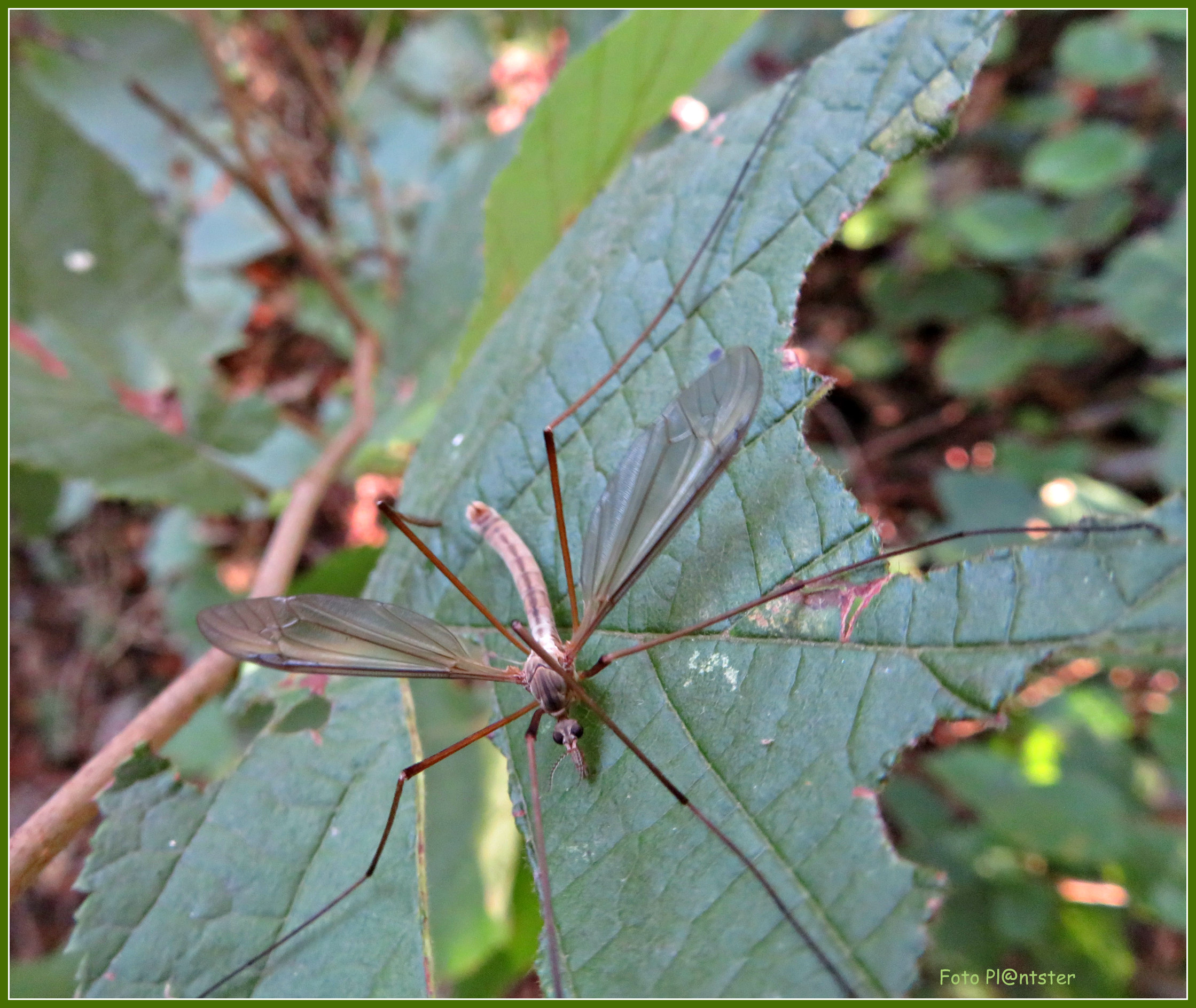 IMG_7177 Langpootmug