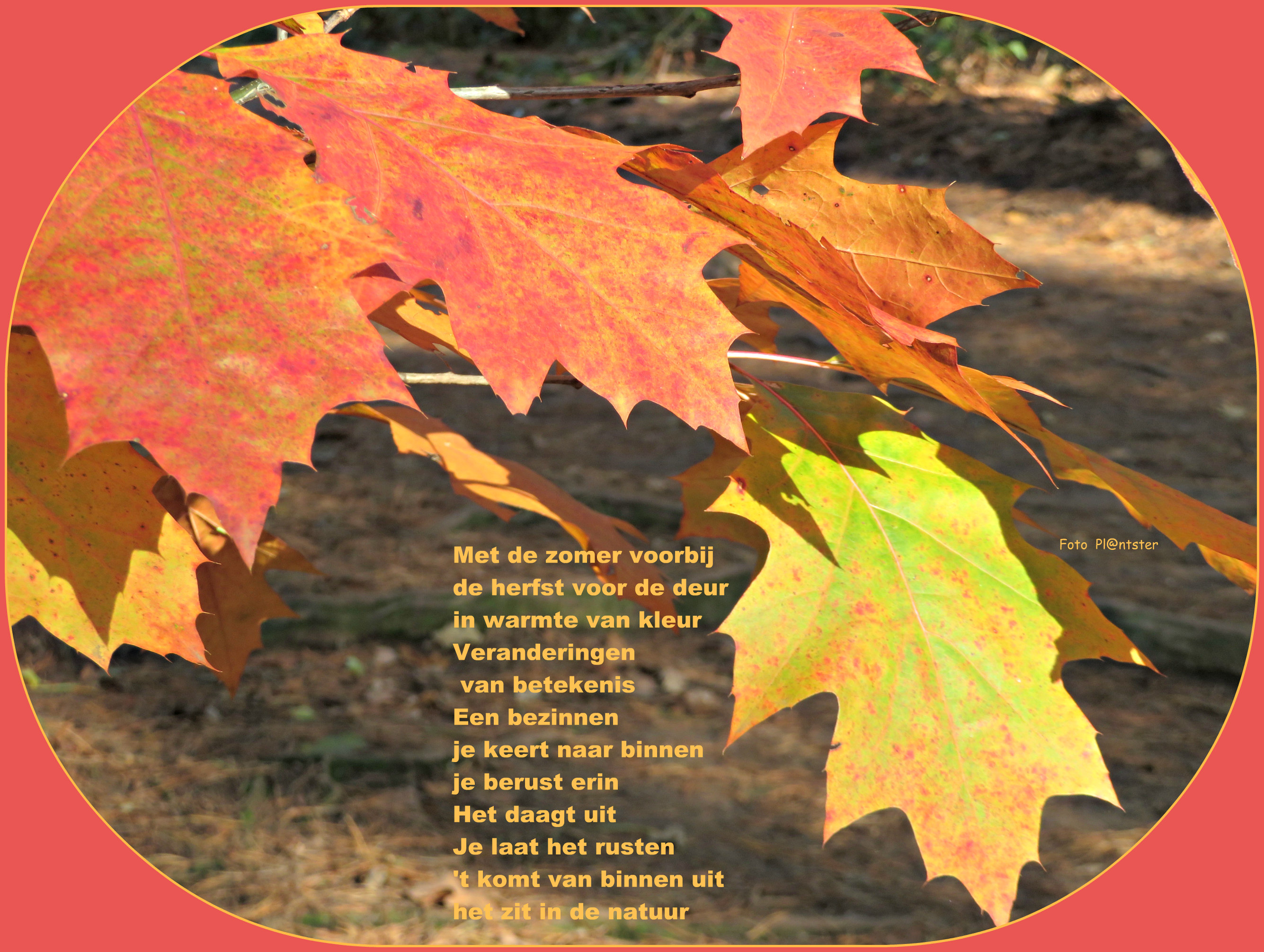 IMG_1361 Herfstverkleuring