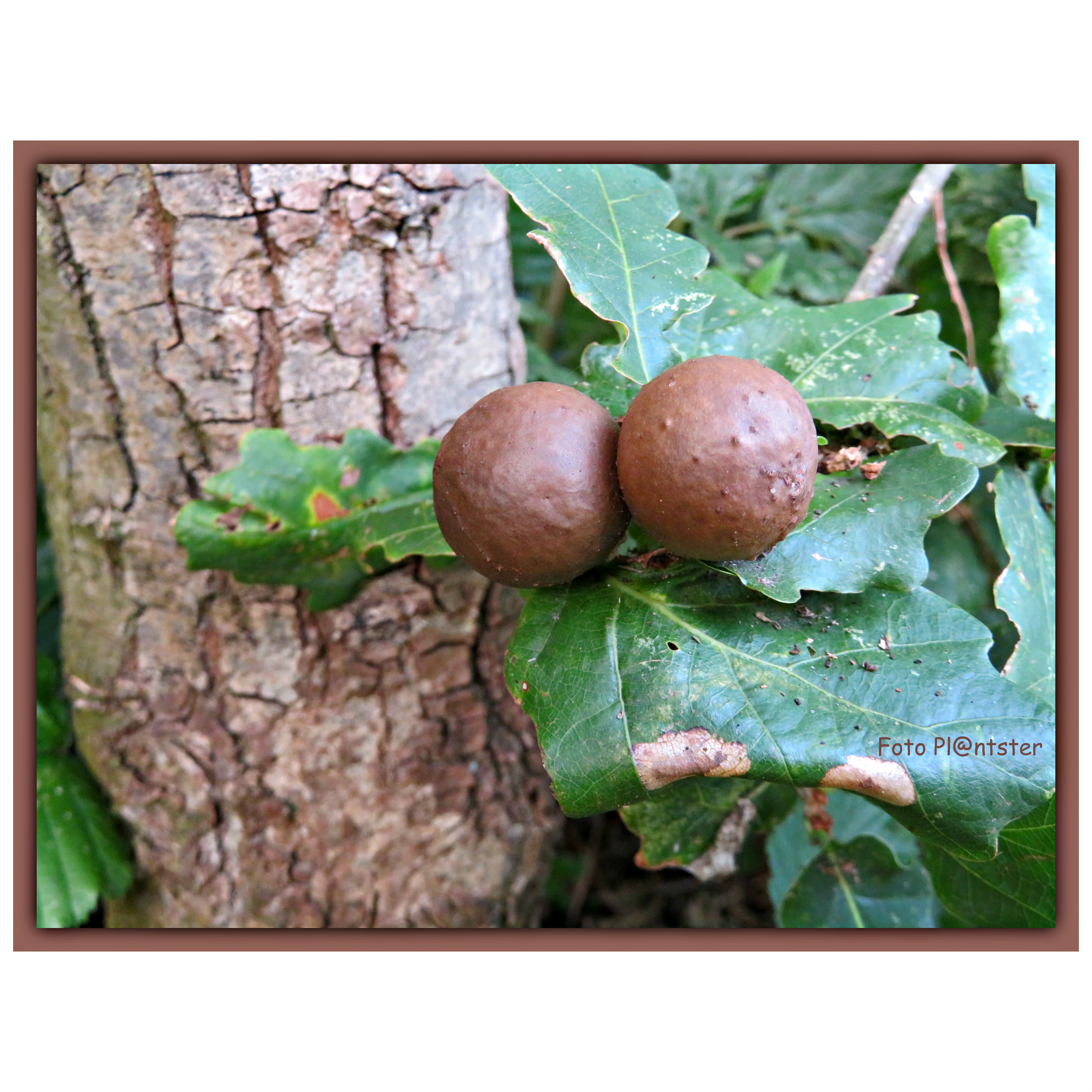 IMG_4754 Ballen eikenblad