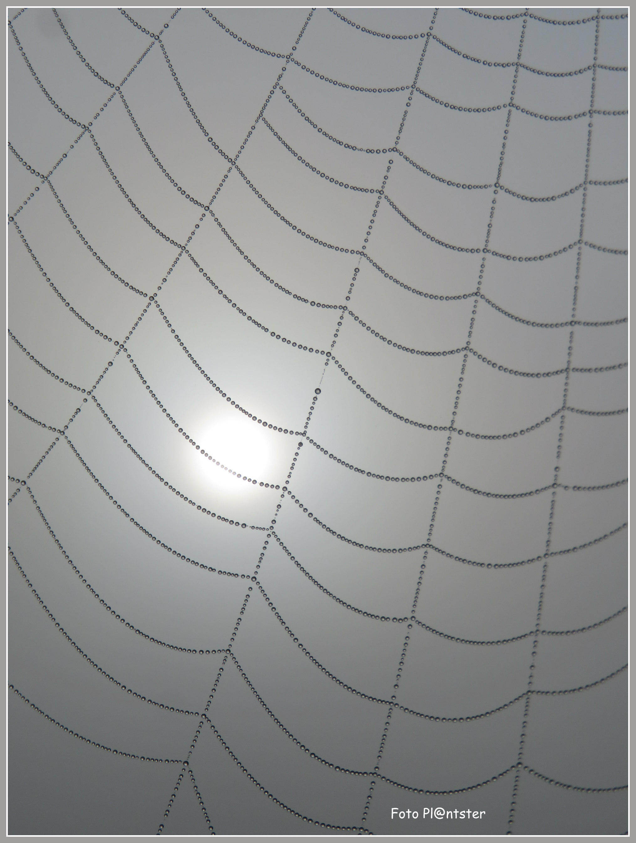 IMG_6292 Mistpareltjes