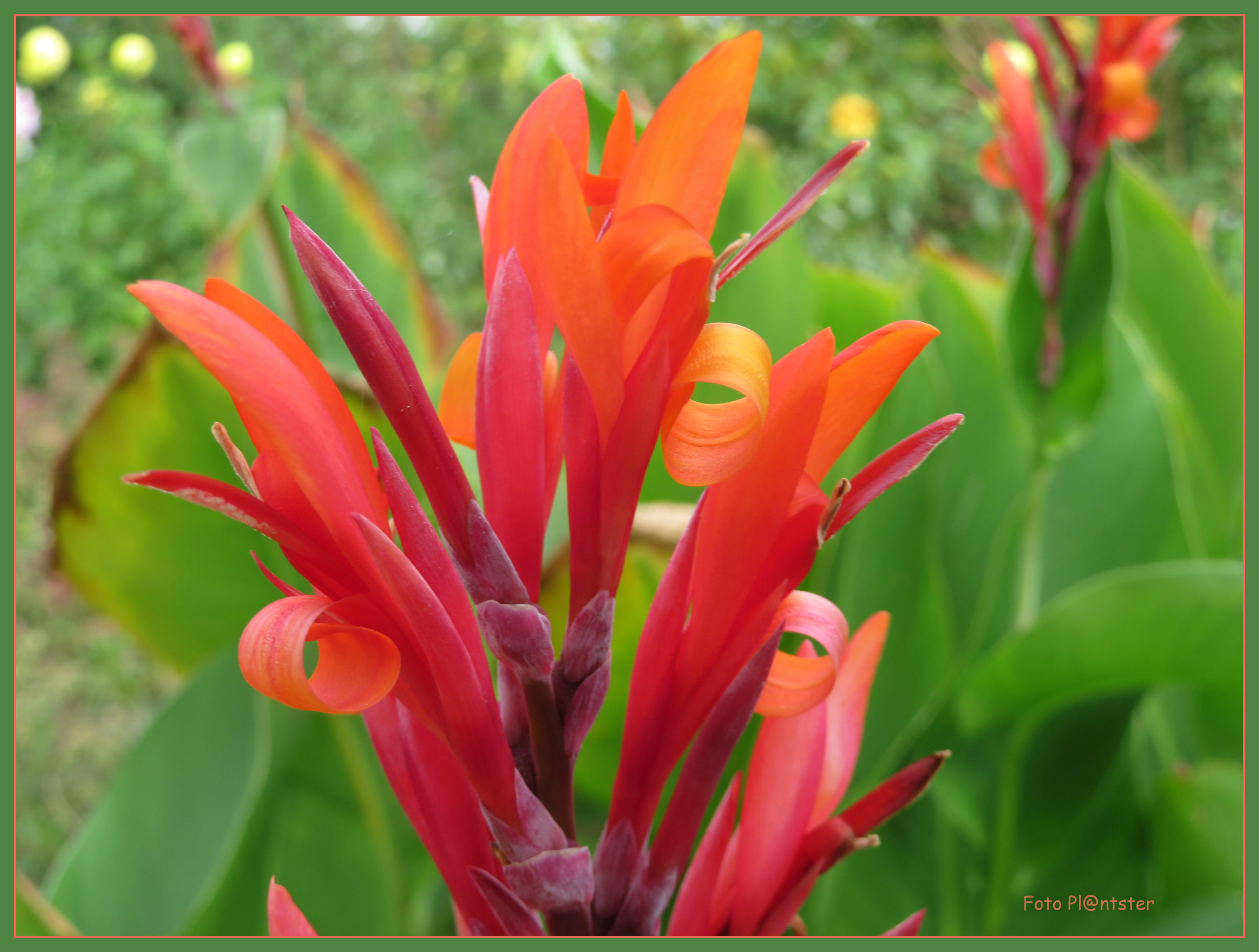 IMG_6965 Canna in volle bloei