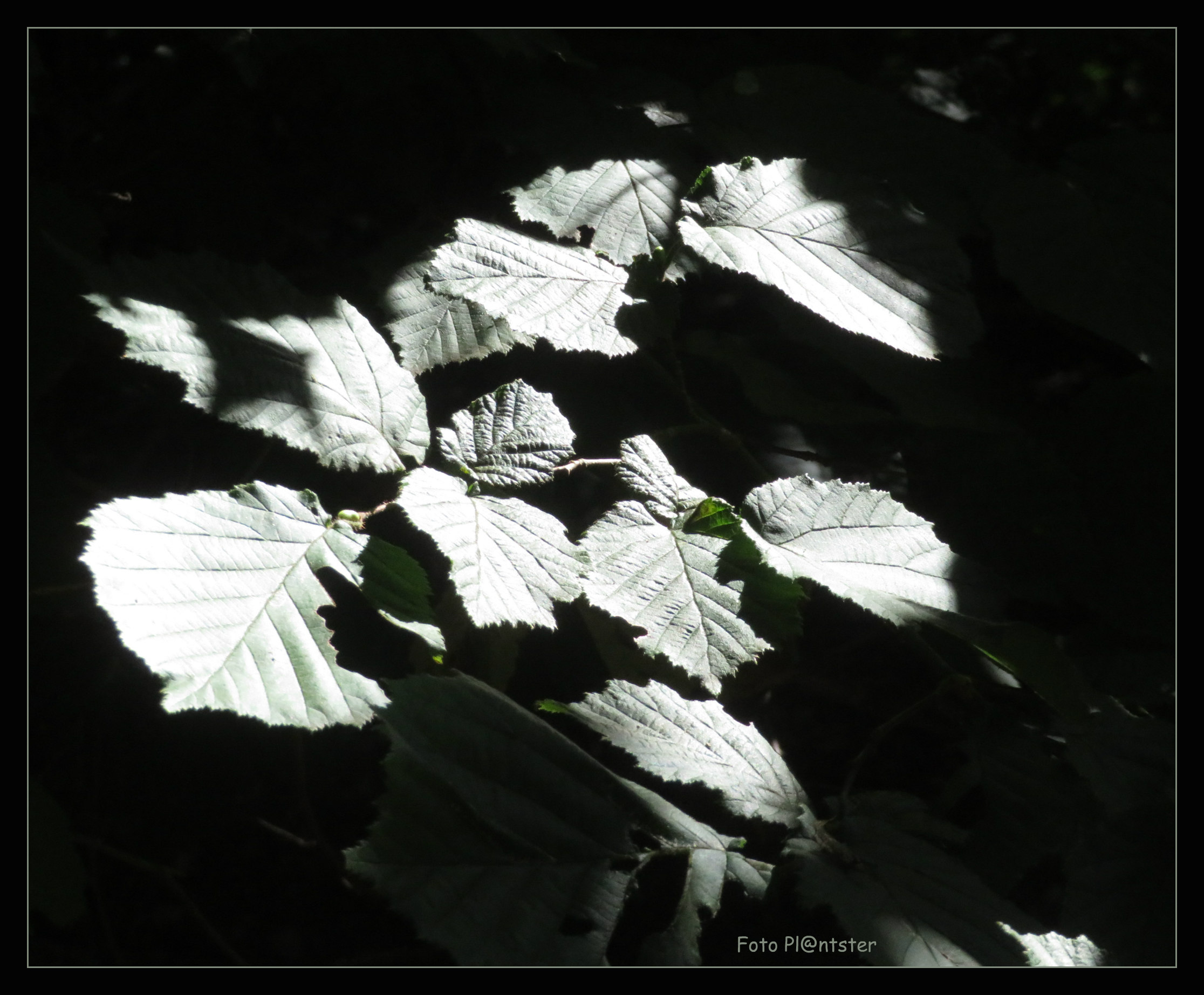 IMG_7076 Het blad in het licht
