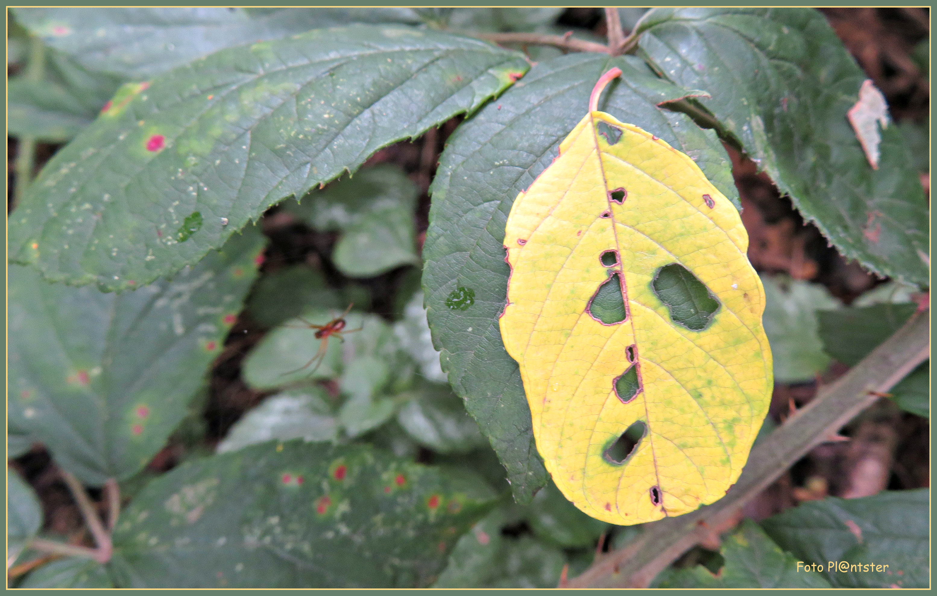 IMG_7500 Herfst blad