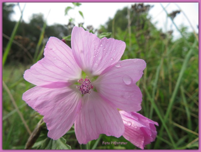IMG_7725 In de berm met een mooie kleurtje