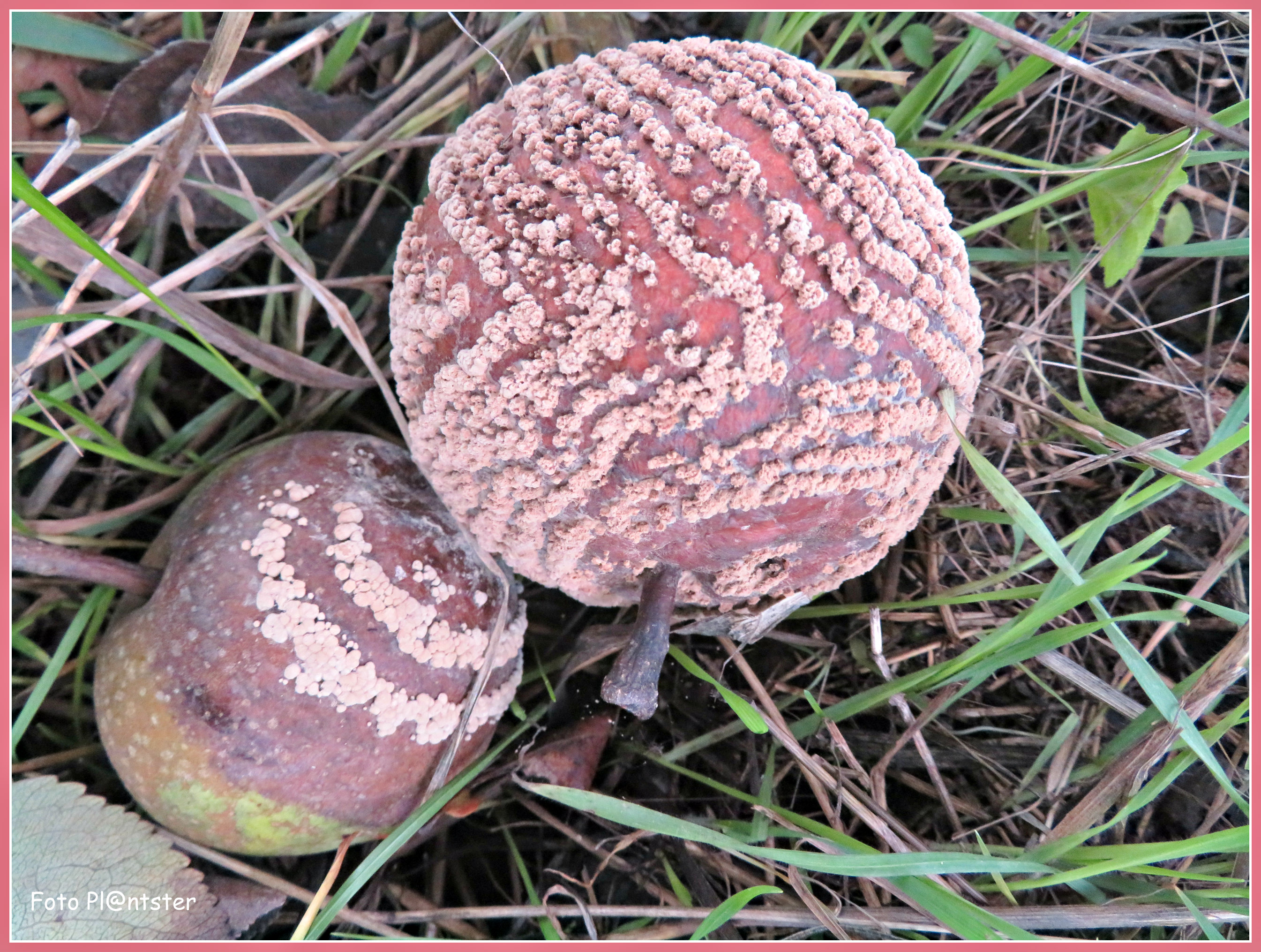 IMG_8159 Stilleven rotte appels