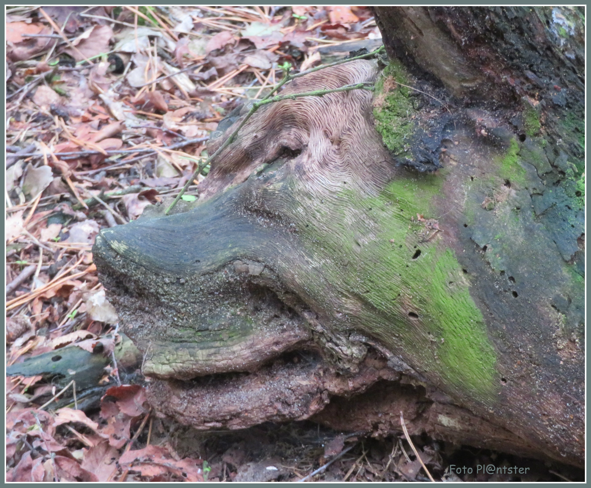 IMG_8230 Hond stronk