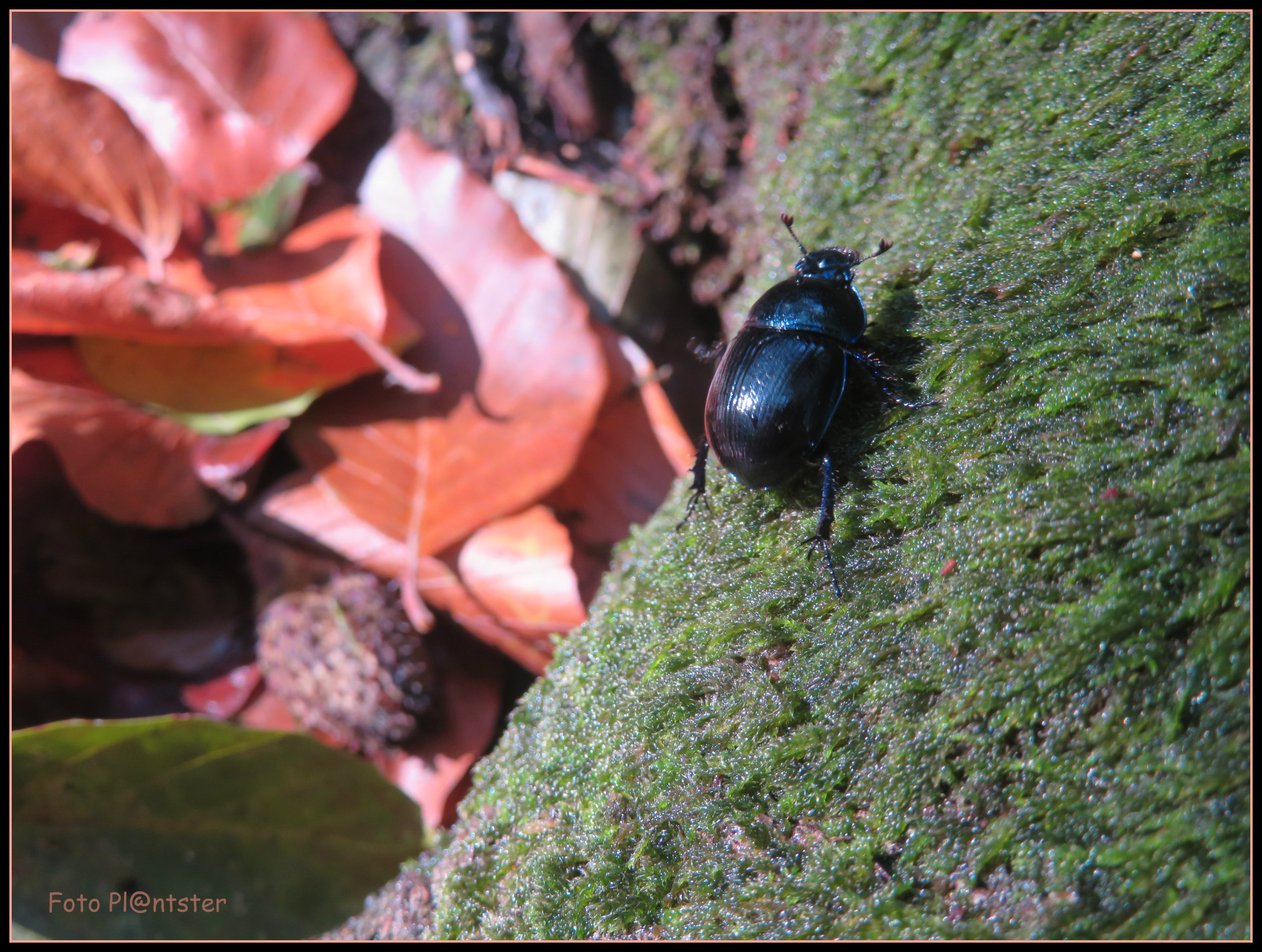 IMG_9071 Zwarte kever