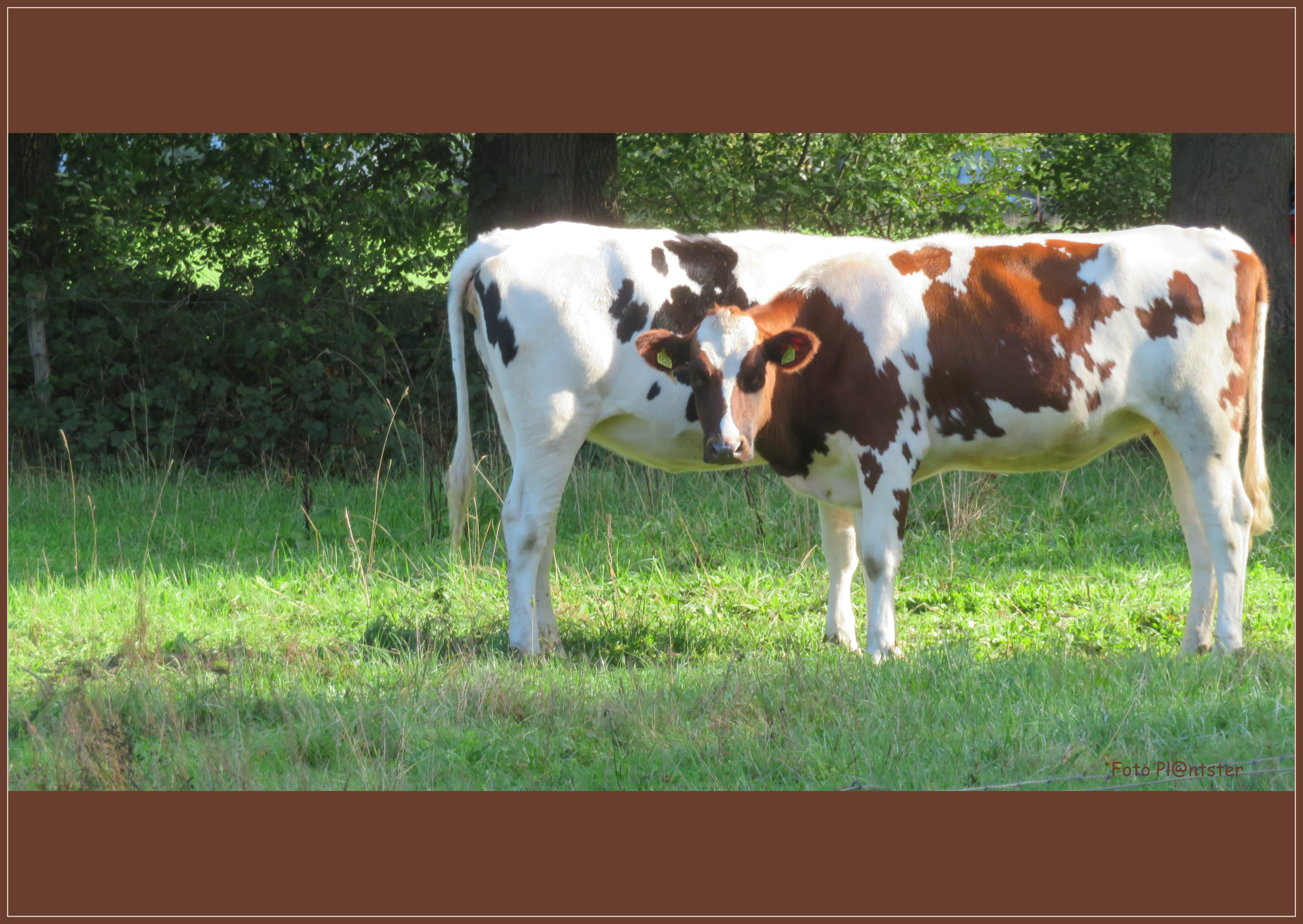 IMG_9293 Gestroomdlijnd