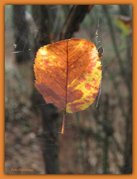 IMG_9679 Herfstgloed