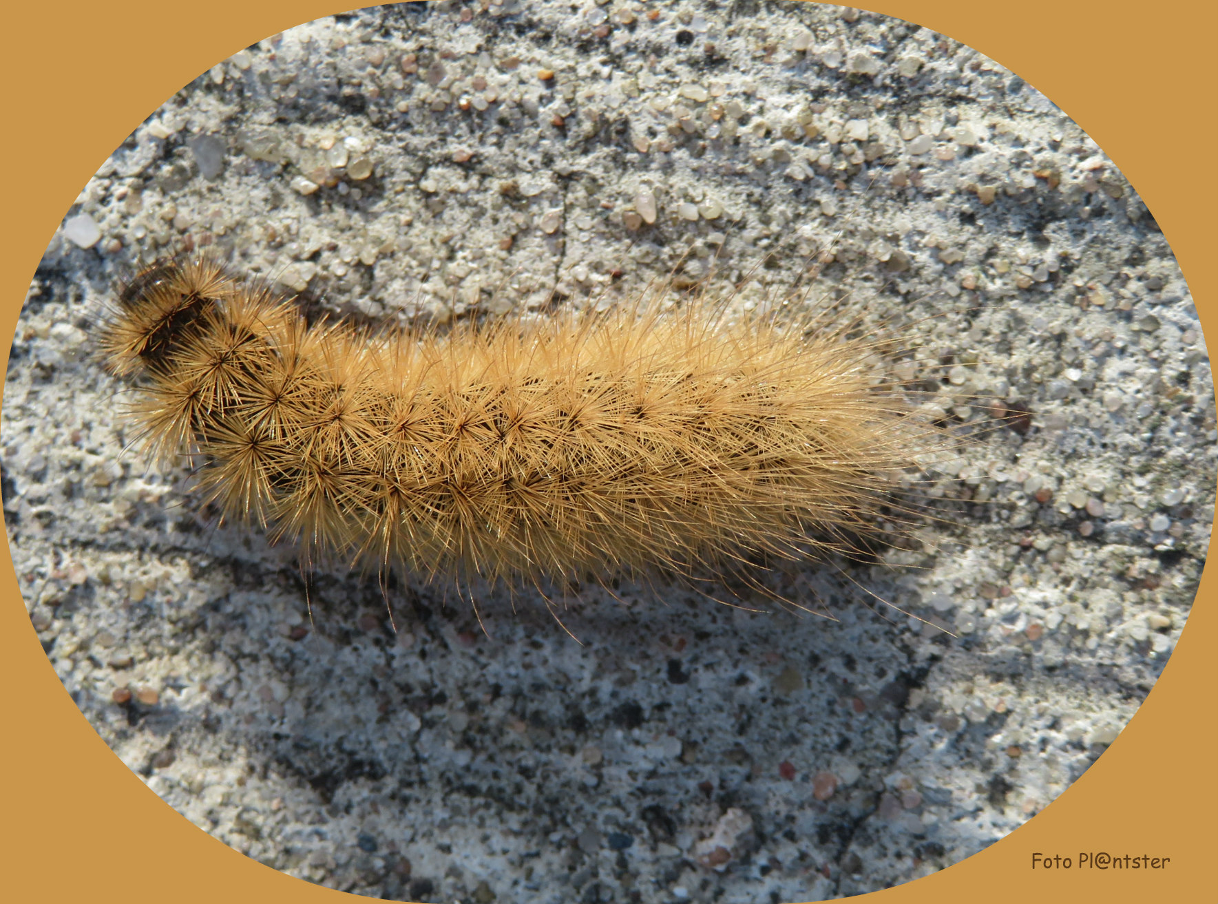 IMG_2005 Over fietspad gekropen