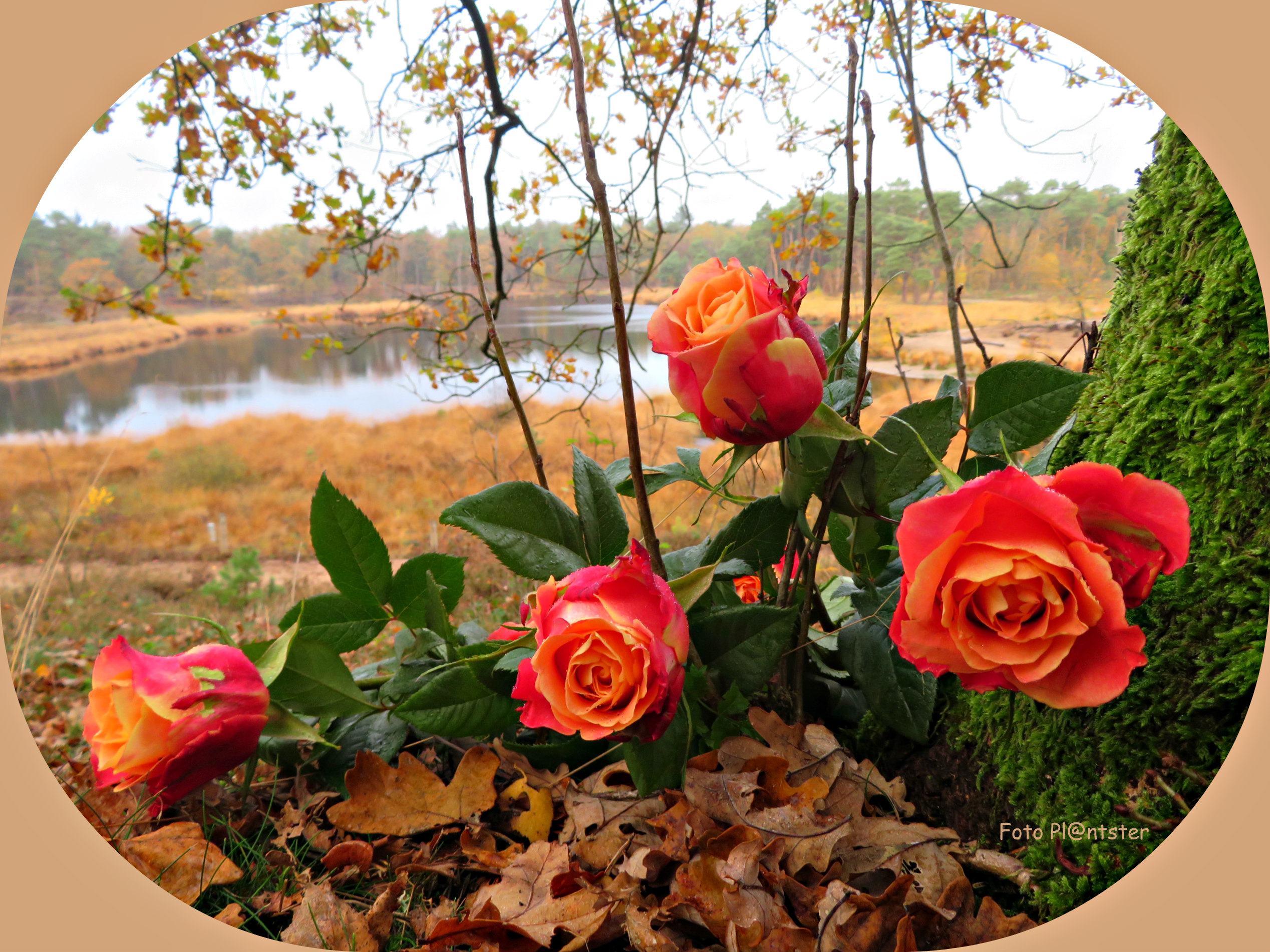 IMG_4211 Speciaal plekje