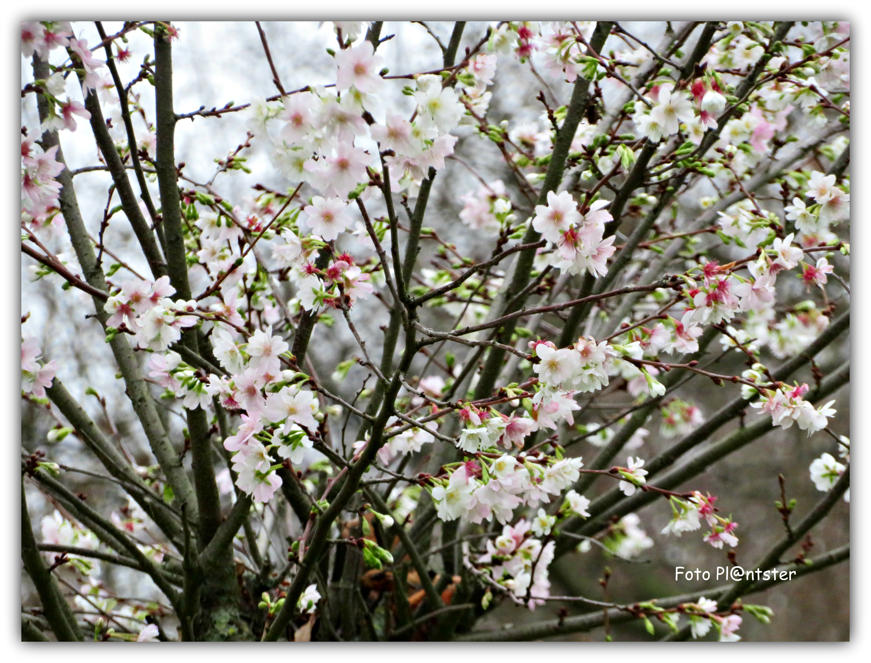 IMG_4649 In de bloei