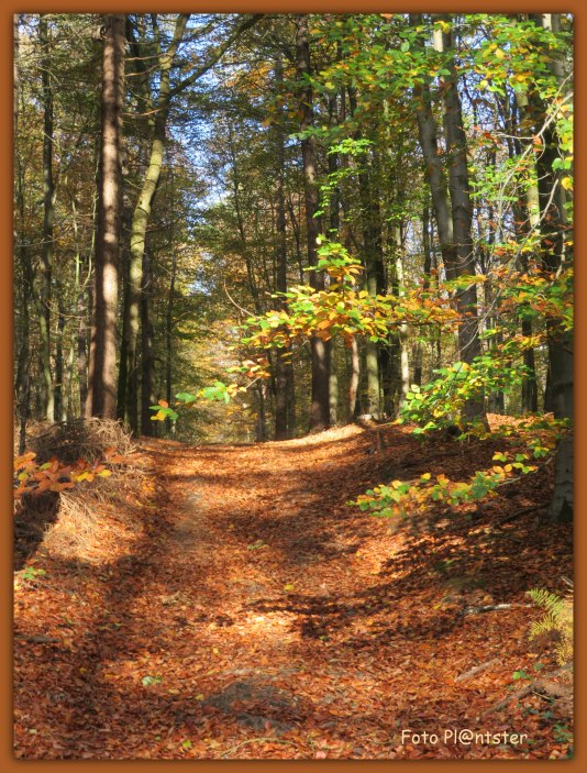 Zonnige Herfstdag 2020