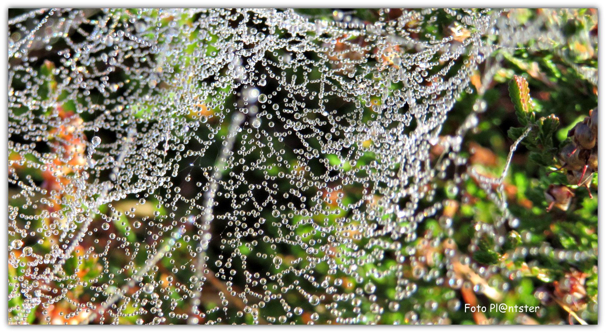 IMG_7442 Waterdruppel