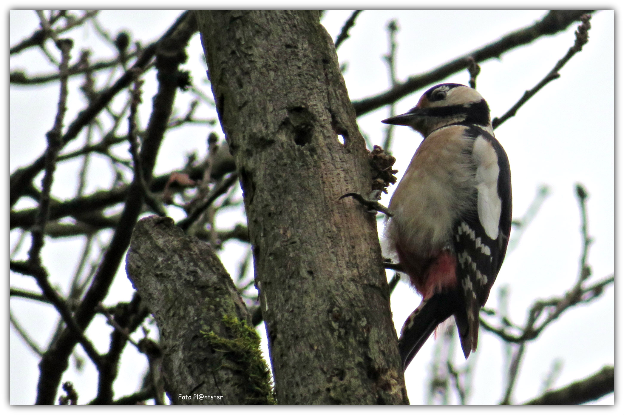 IMG_0098 Kloppende specht