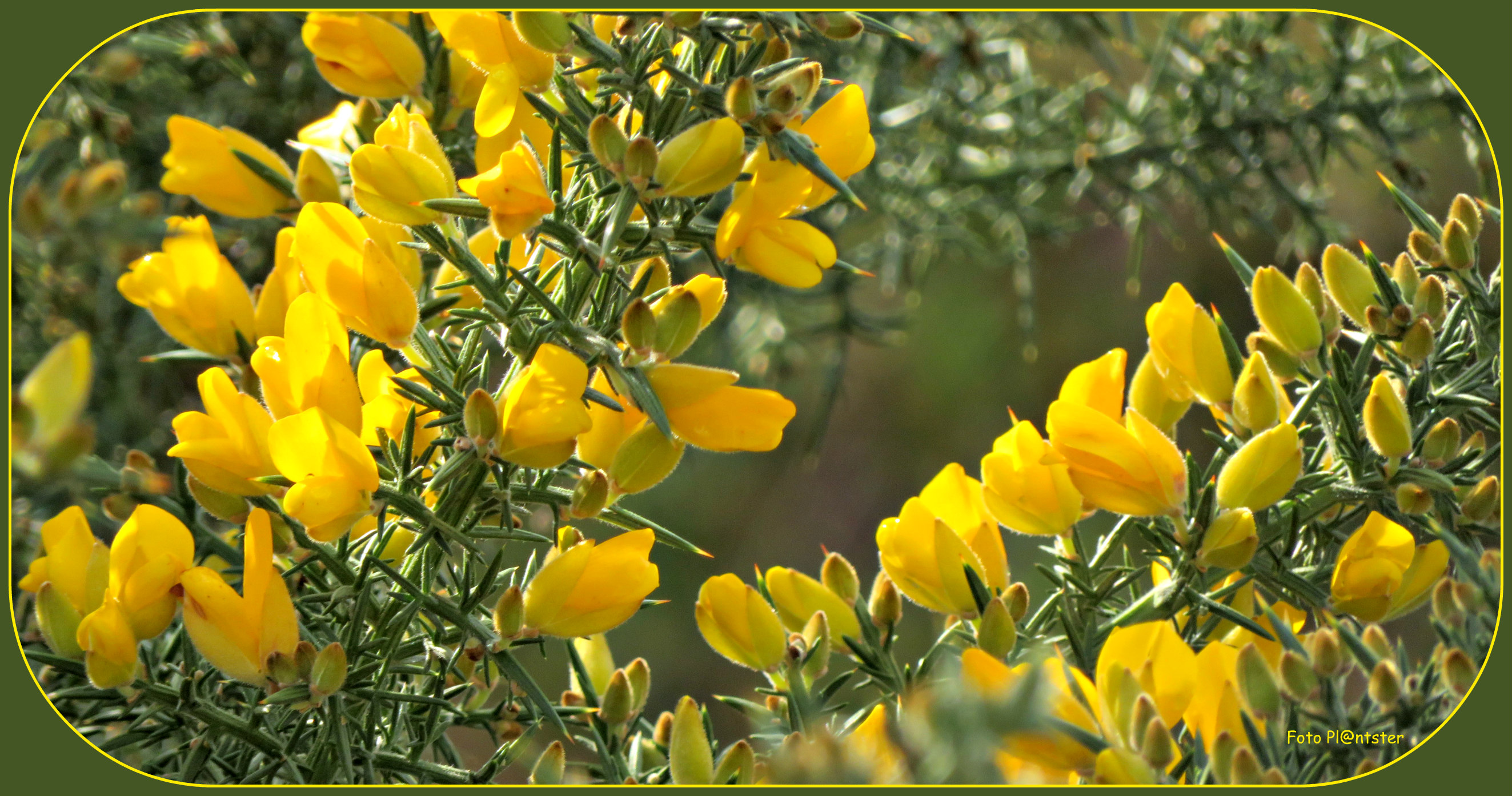 IMG_0832 In volle bloei