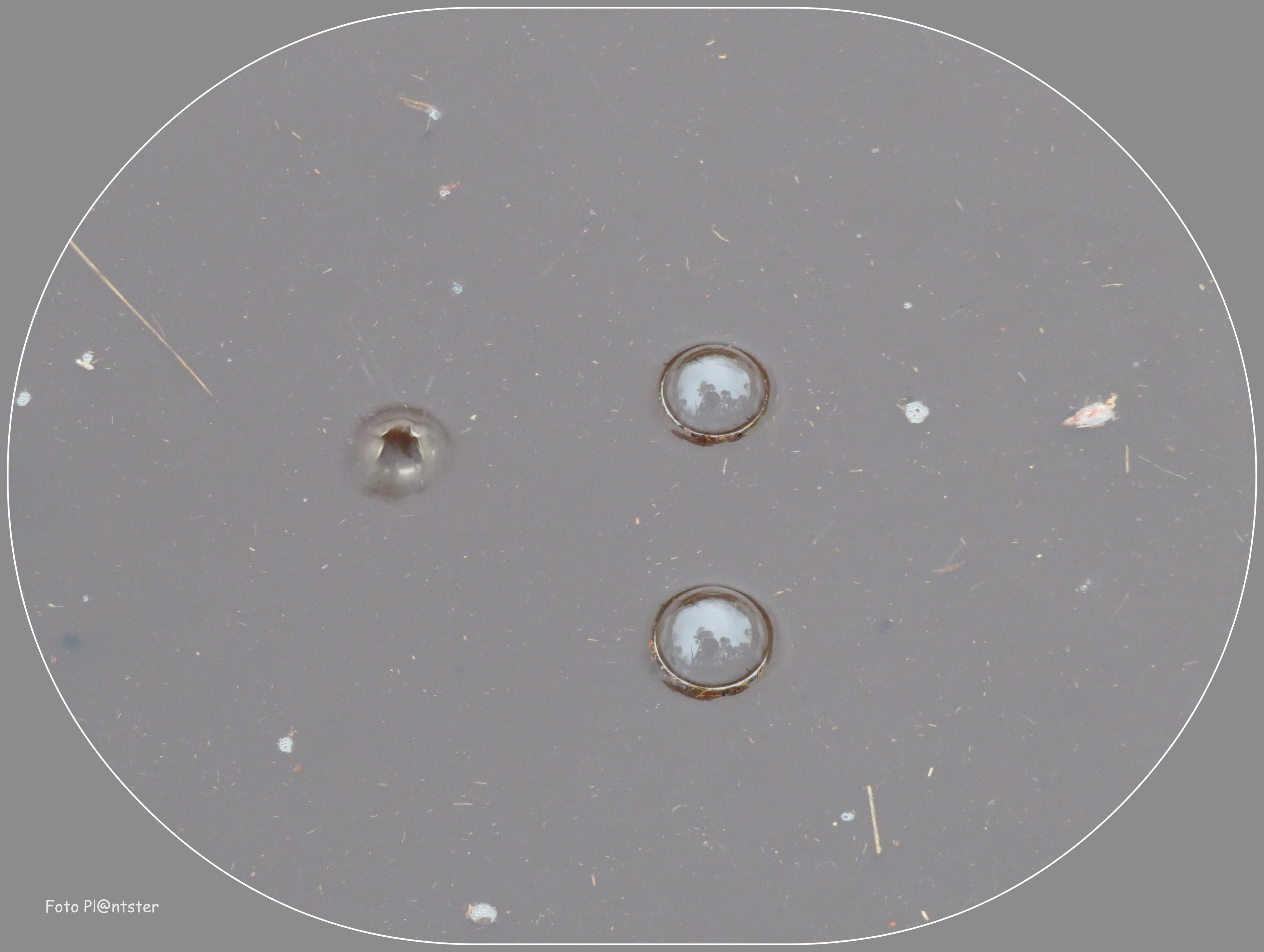 IMG_1446 Luchtbelletjes in modderplas