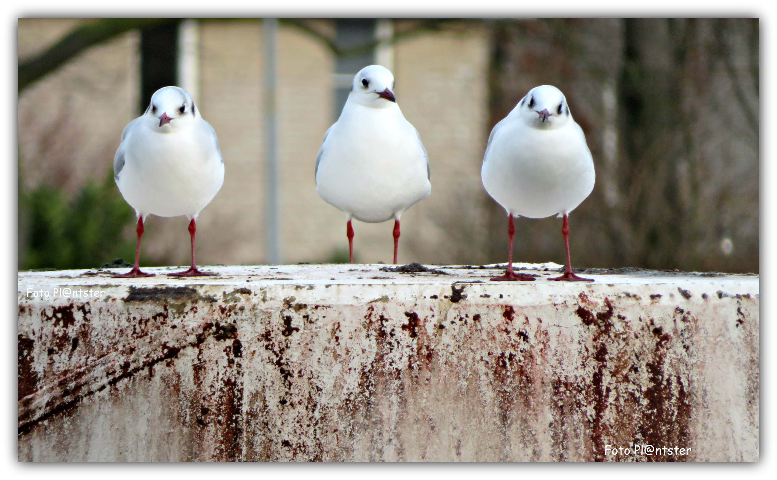 IMG_1534 Drie meeuwen