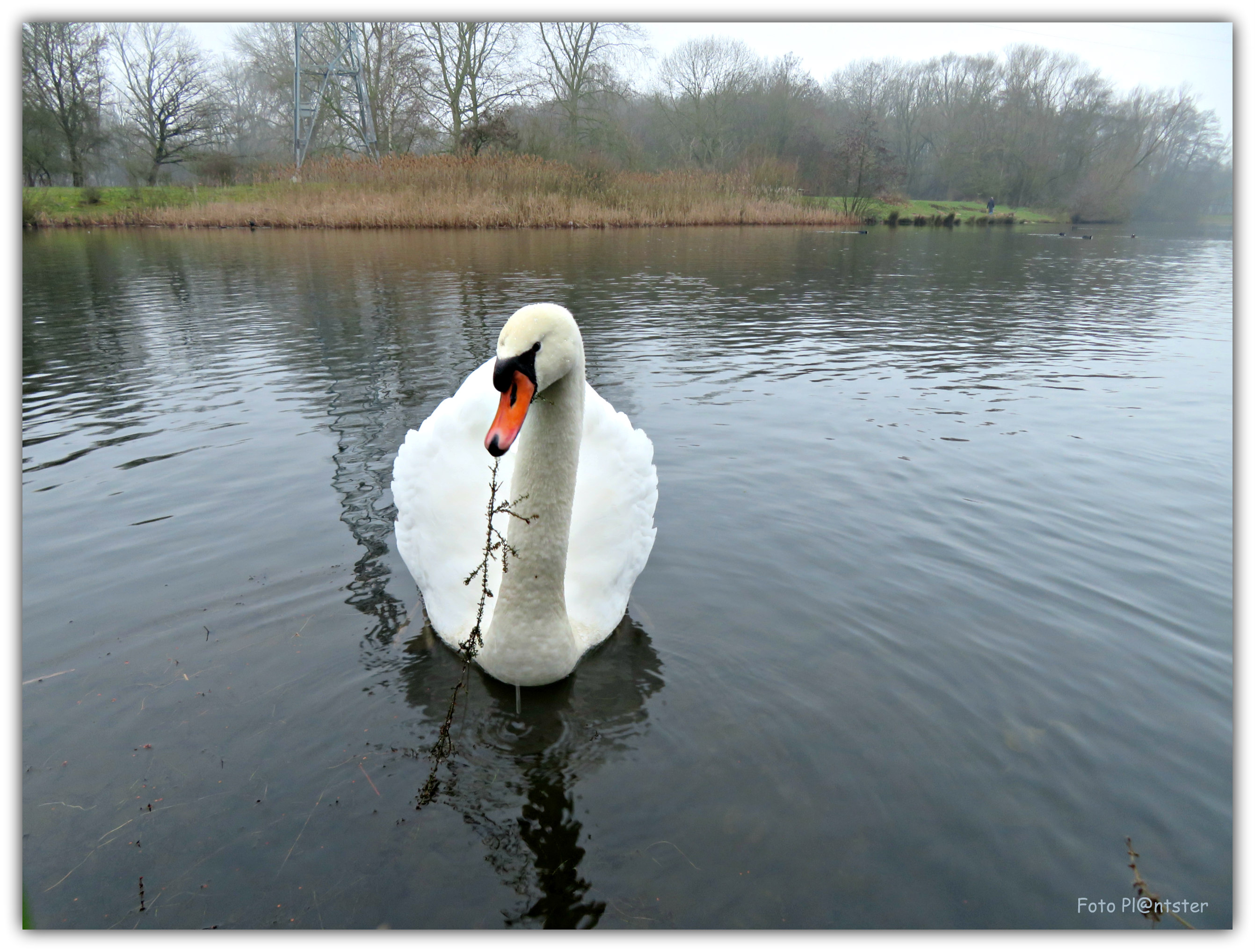 IMG_8950 Witte Zwaan