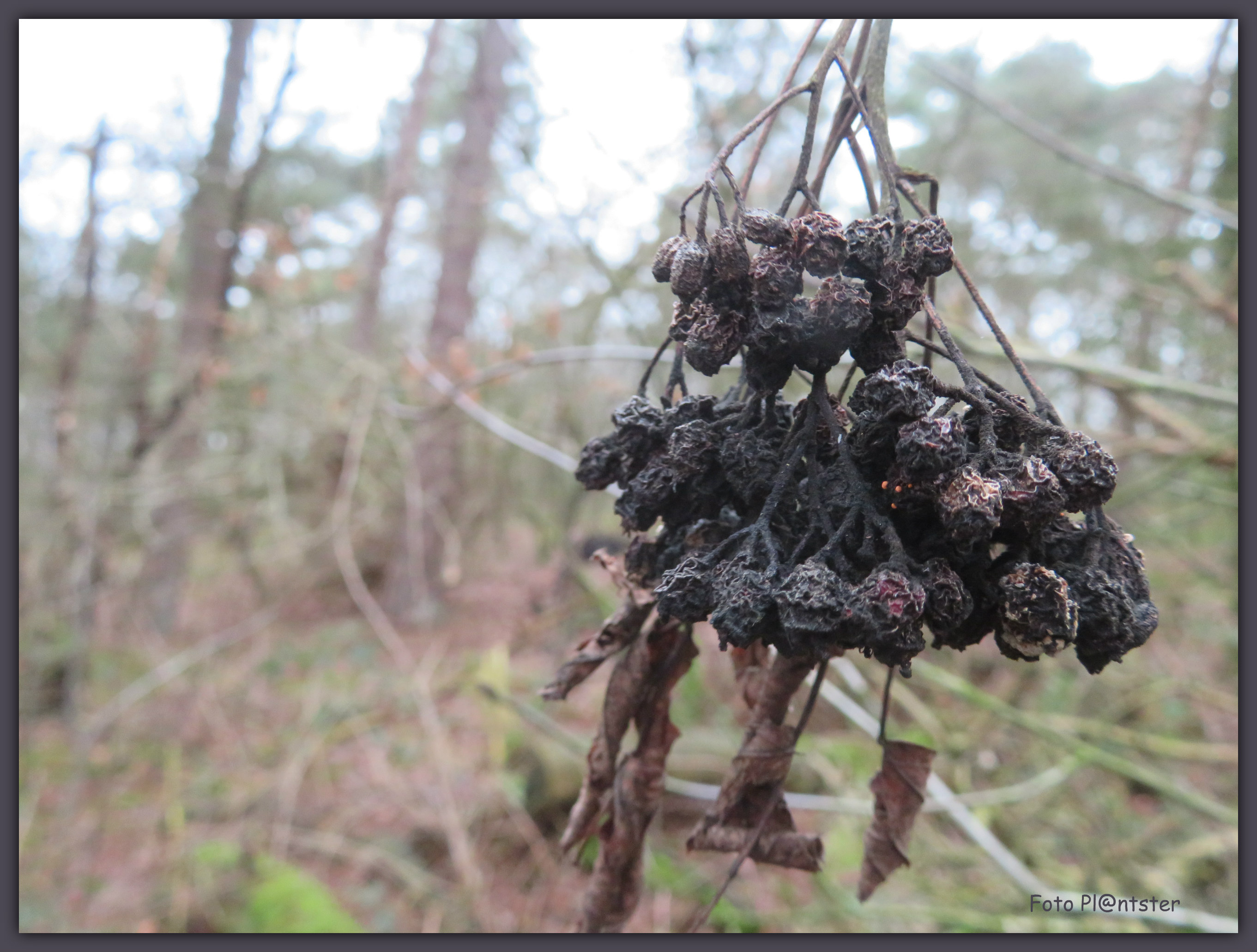 IMG_9165 Gedroogde bessen