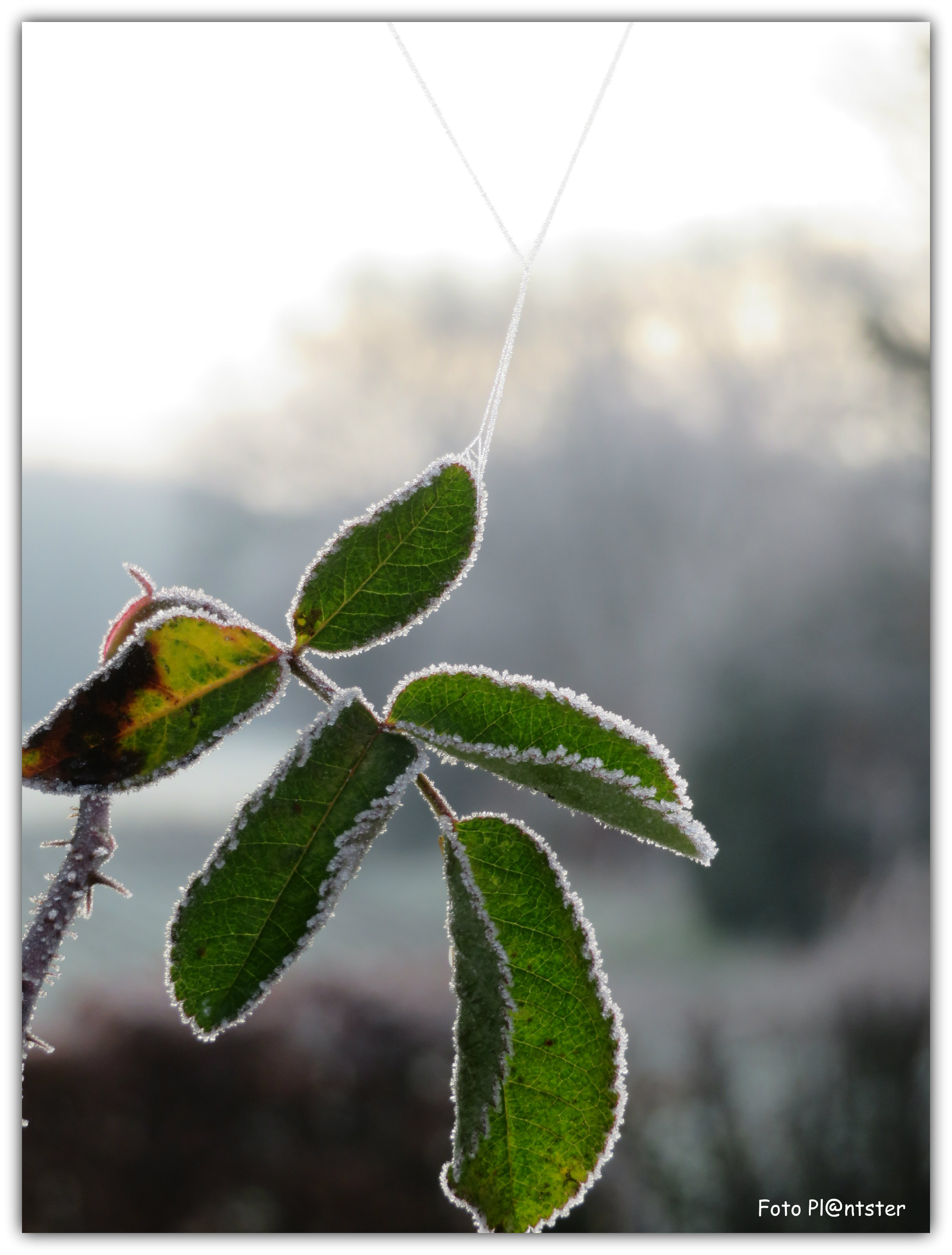 IMG_9410 Overeind blijven