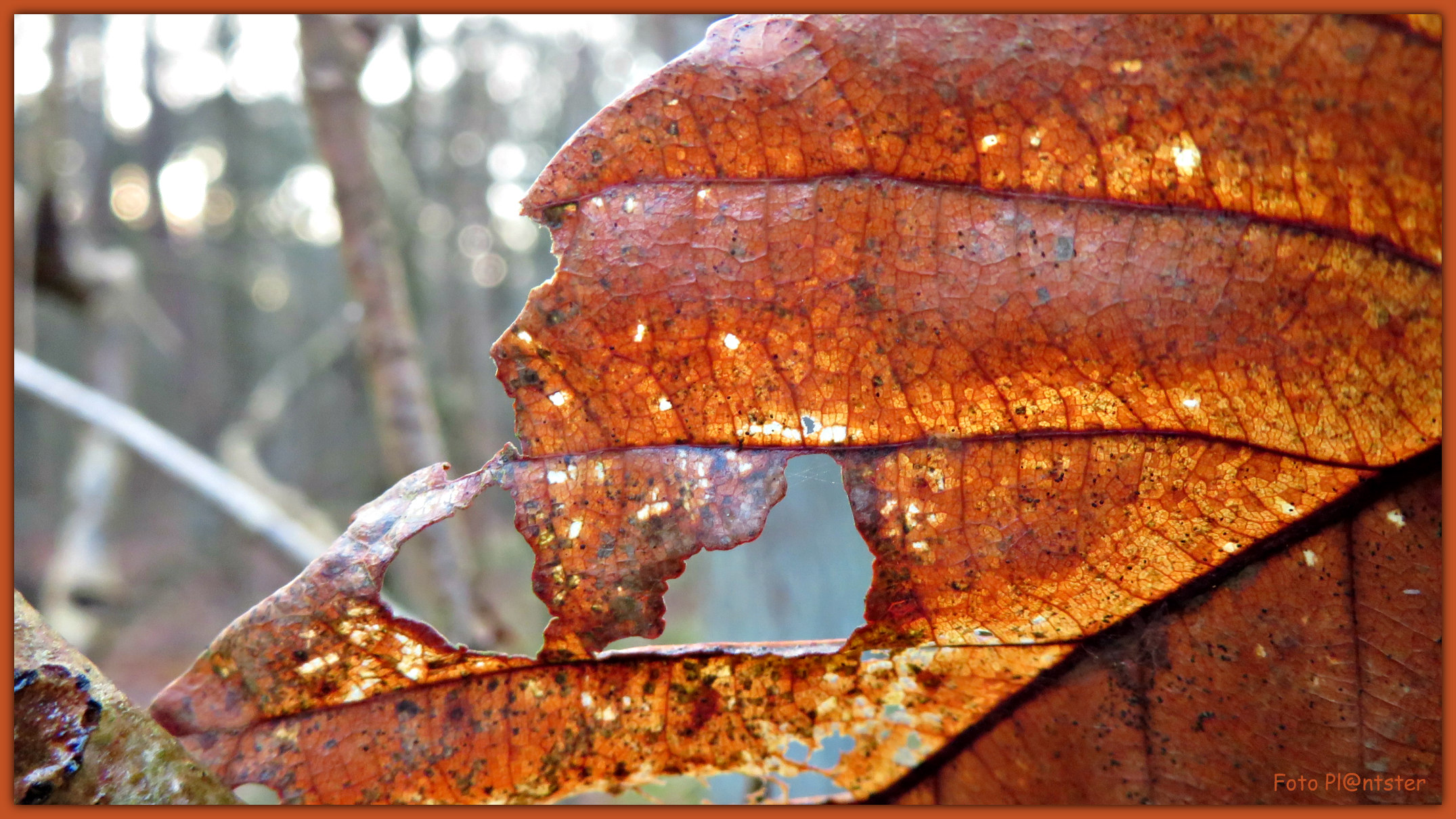 IMG_9655 Bladverkleuring