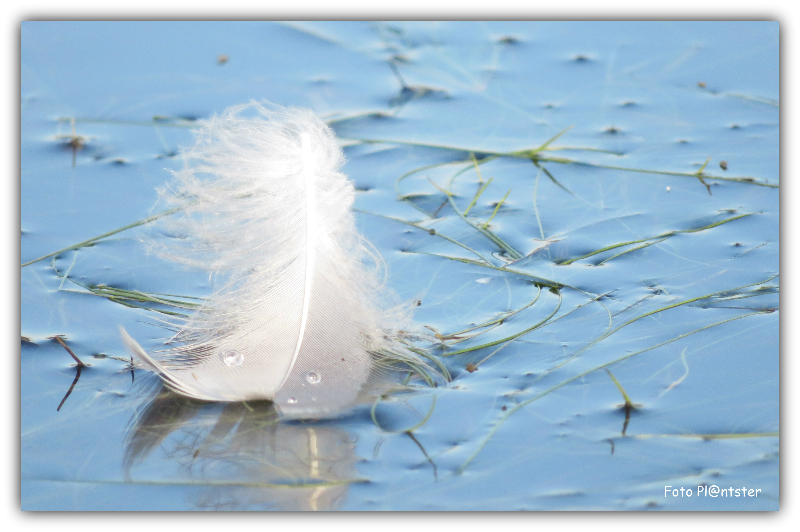 IMG_1920 Veer ligt vederlicht