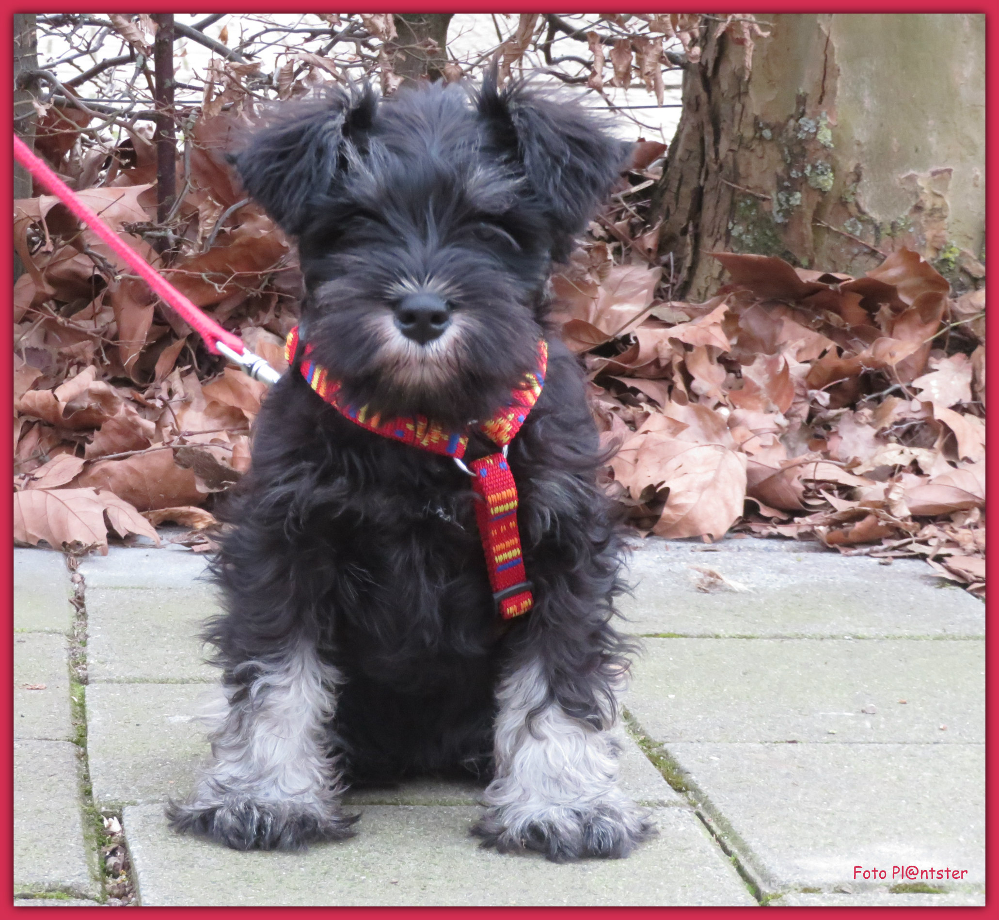 IMG_5128 Jong hondje