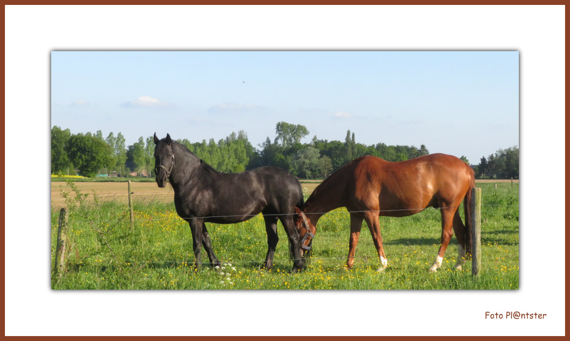 Hengst bij de merrie.