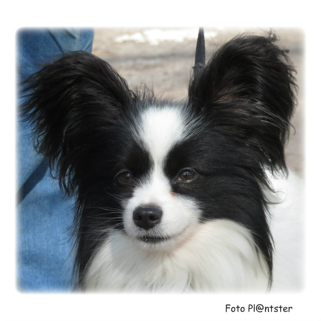 Schattig vlinderhondje !