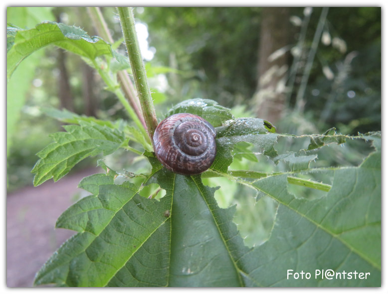 IMG_4584 Heesterslak