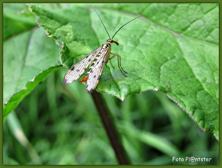 IMG_0349 Duitse Schorpioenvlieg