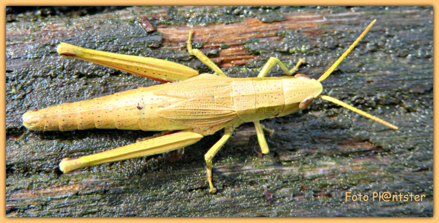 IMG_0965! Gouden sprinkhaan
