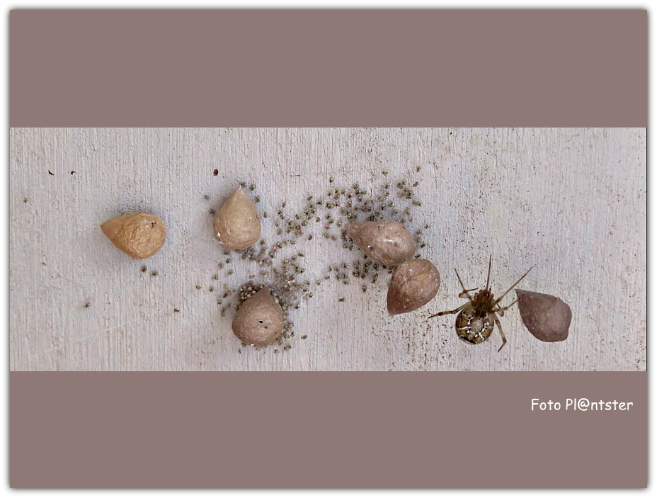 IMG_3454 Broeikasspin