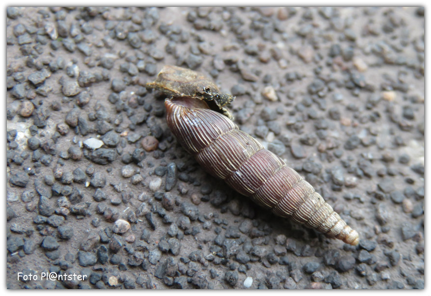 IMG_3500 Grote regenslak