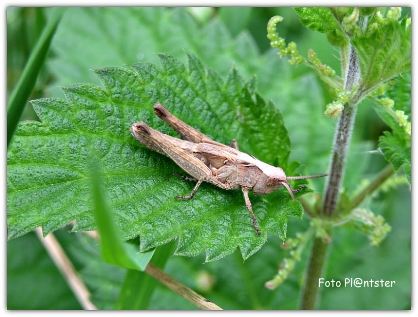 IMG_4066 Sprinkhaansoort