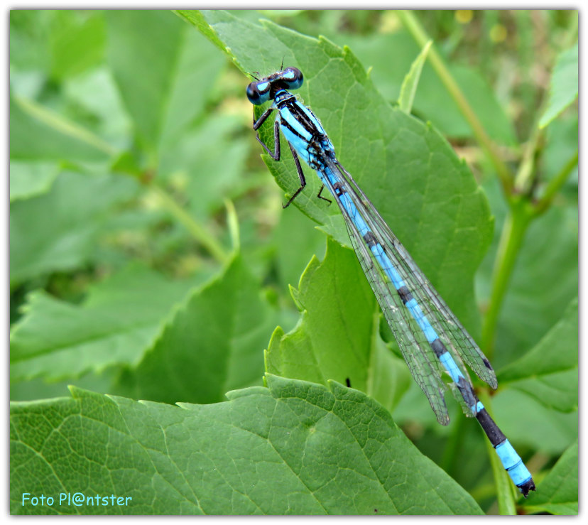 IMG_9885 Watersnuffel