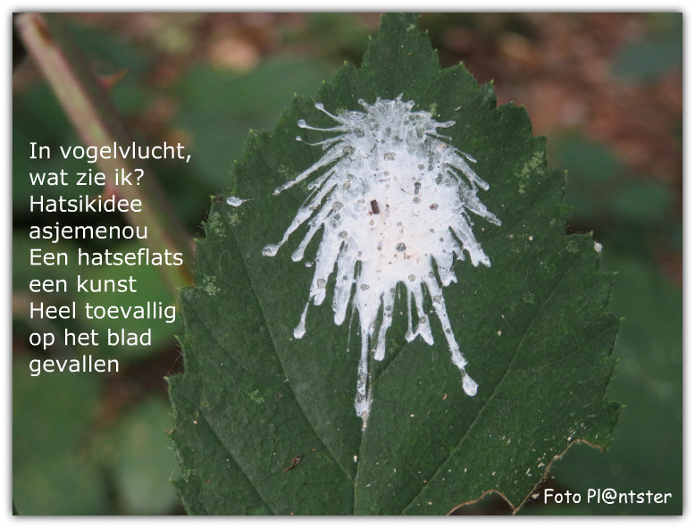 IMG_7113 In vogelvlucht