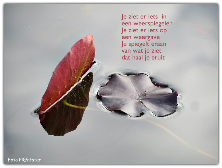 IMG_4569 Waterlelieblad