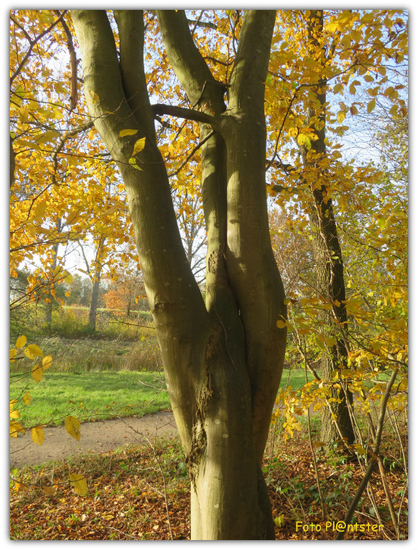 IMG_8491! Vergroeien