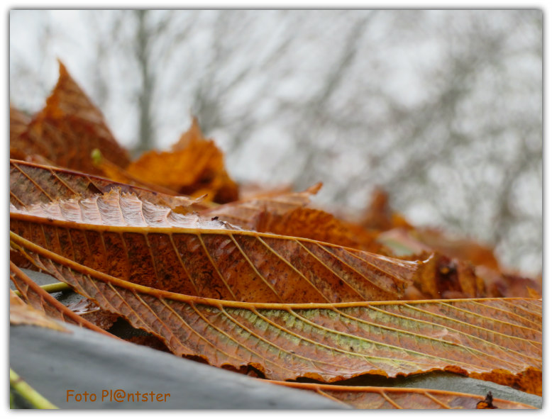 IMG_8936! Bruin blad