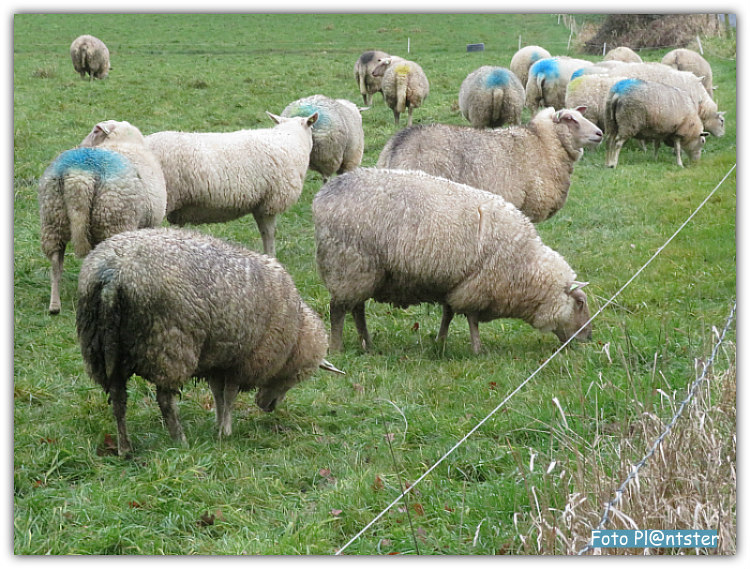 IMG_0023 Gekleurde rug