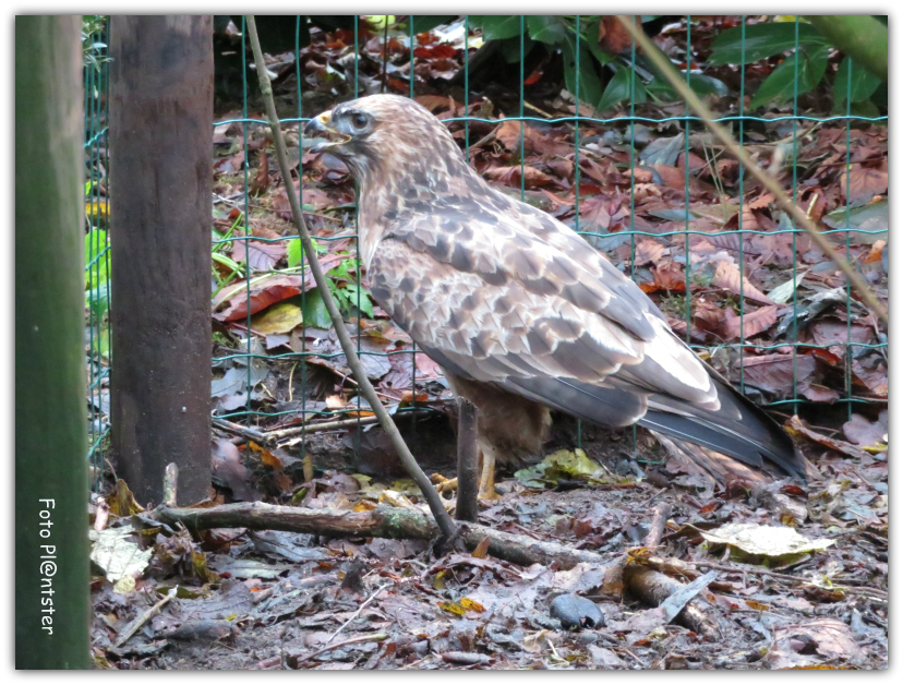 IMG_0061! Buizerd